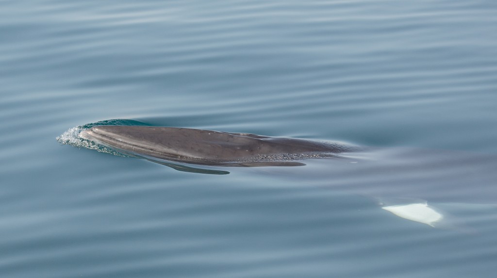 Common minke whale have a pointed rostrum and a white patch on each pectoral flipper. Photo credit: Carl Chapman.