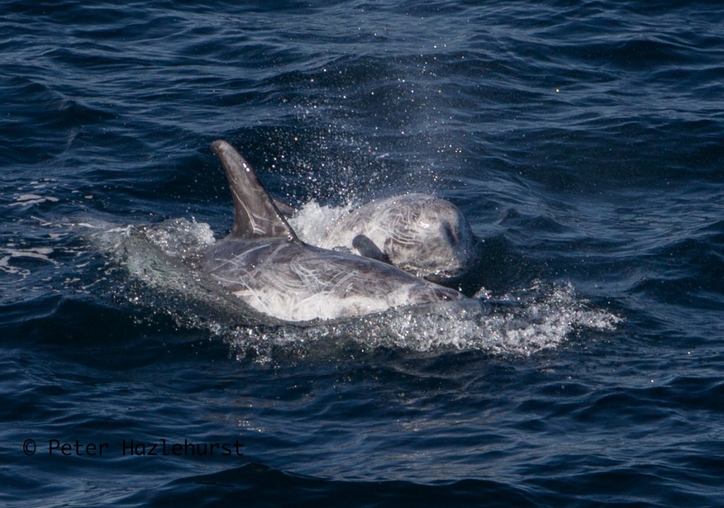 Risso’s dolphins. Photo credit: Peter Hazlehurst / Sea Watch Foundation.