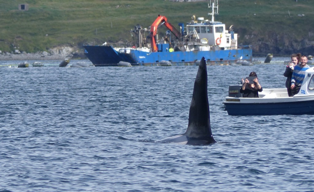 Killer whale sighted off Brae, Shetland. Photo credit: Rhona Clarke / Sea Watch Foundation