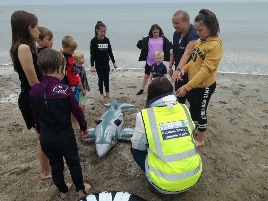 ‘Daring Dolphin Rescue’, learning how to help rescue stranded and entangled marine animals, during National Whale and Dolphin Watch 2017. Photo credit: Kathy James / Sea Watch Foundation.