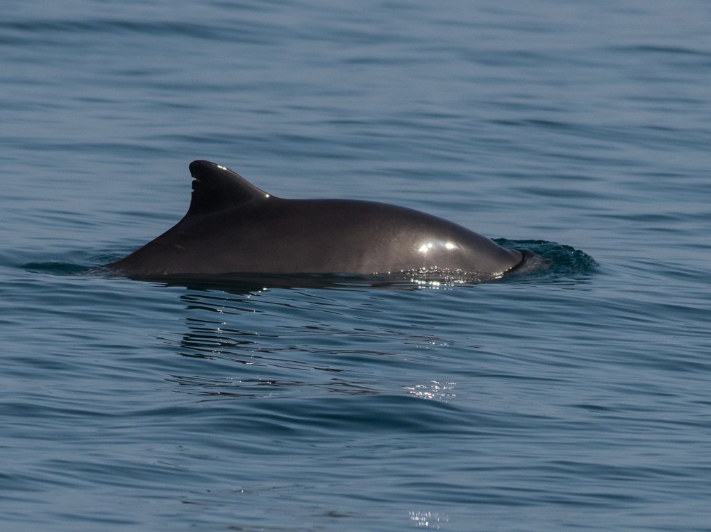 Harbour porpoises sighted off Falmouth. Photo credit: Keith B. Leeves / AK Wildlife Cruises. 
