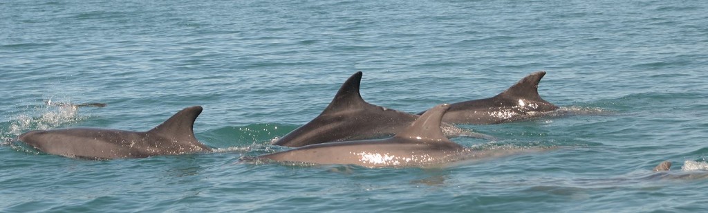 Pod of bottlenose dolphins sighted off Cardigan Bay. Photo credit: Chiara G. Bertulli / Sea Watch Foundation
