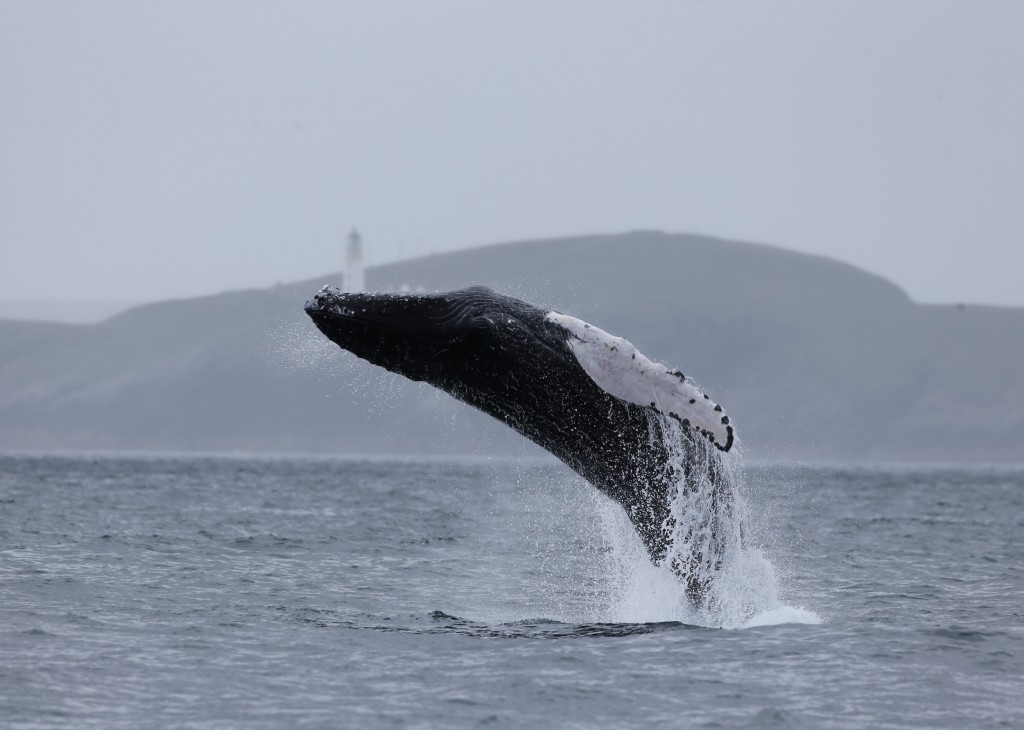 Humpback whale beaching off Gairloch, Scotland. Photo credit: Hebridean Whale Cruises. 