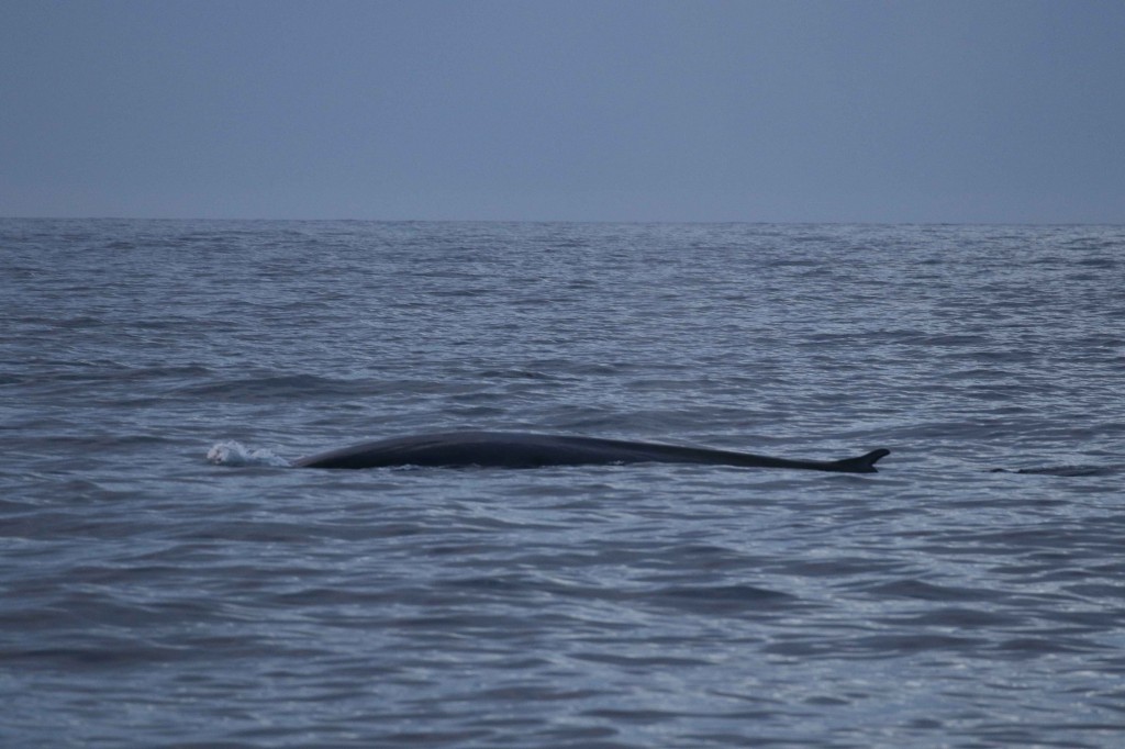 Blue-fin whale hybrid photographed in Iceland. Photo credits: Peter G.H. Evans / Sea Watch Foundation. 