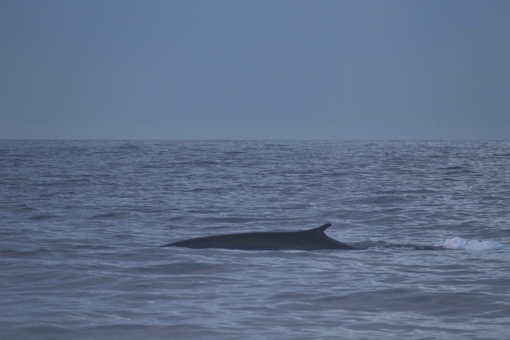 Blue-fin whale hybrid photographed in Iceland. Photo credit: Peter G.H. Evans / Sea Watch Foundation.  