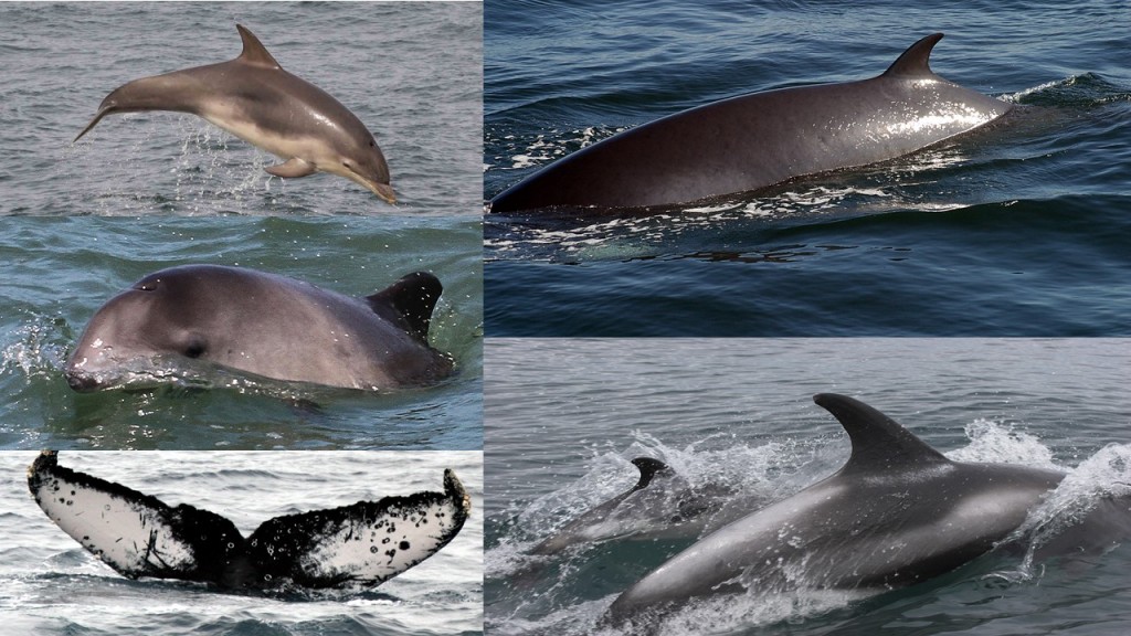 From left to right: Bottlenose dolphin (BND), County Mayo, Ireland; minke whale (MW), Isle of Eigg, Inner Hebrides; harbour porpoise (HP), Anglesey, North Wales; white-beaked dolphins (WBD), Aberdeen, Scotland; humpback whale (HW), Isle of Lewis, Outer Hebrides. Photo credits: (BND) Pia Anderwald/ SWF, (MW) P.G.H. Evans/SWF, (HP) P.G.H. Evans/SWF, (WBD) Caroline Weir, (HW) P.G.H. Evans/SWF.