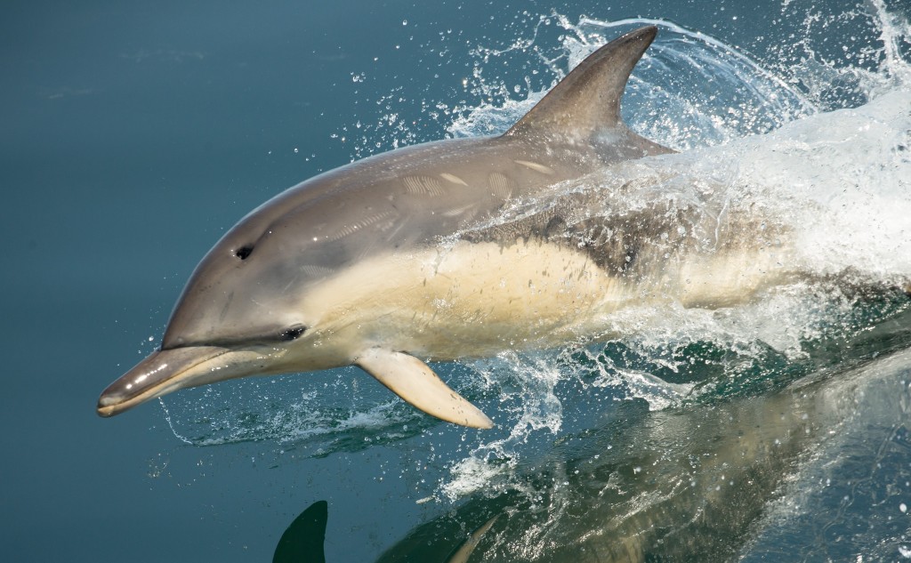 Short-beaked common dolphin photographed in XX. Photo credit: Carl Chapman / Wildlife Tours and Education. 