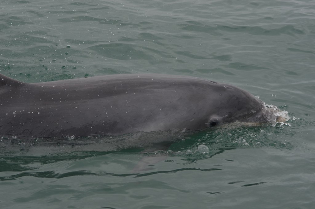 Bottlenose dolphin photographed in Cardigan Bay. Photo credit: Chiara G. Bertulli / Sea Watch Foundation