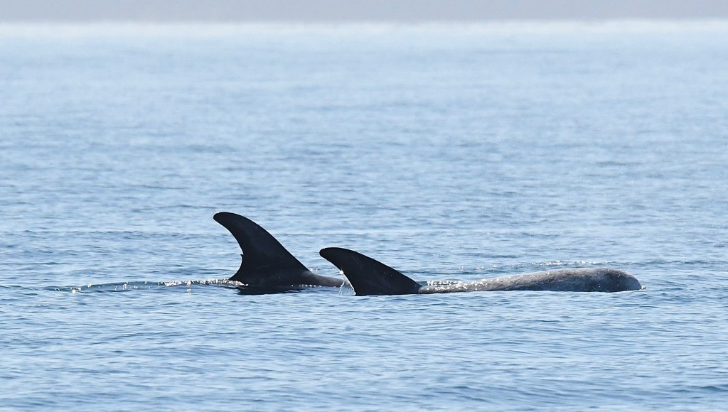 Risso's dolphins sighted north of the Shiant Isles. Photo credit: Chris Murray / Stornoway Seafari