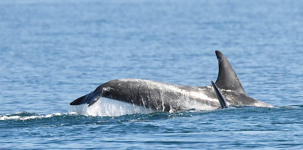 Risso's dolphins sighted north of the Shiant Isles. Photo credit: Chris Murray / Stornoway Seafari