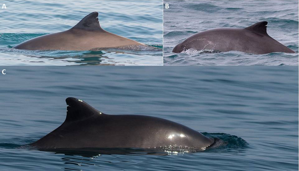 Marked harbour porpoise sighting history from 2015 to 2017 in Falmouth. A) first sighting on April 15th 2015, B) re-sighting on October 22nd 2017, C) last capture on December 20th 2017. 