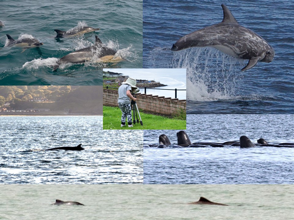 Some of the many species of cetaceans sighted during National Whale and Dolphin Watch in 2017. Copyright: Sea Watch Foundation. 