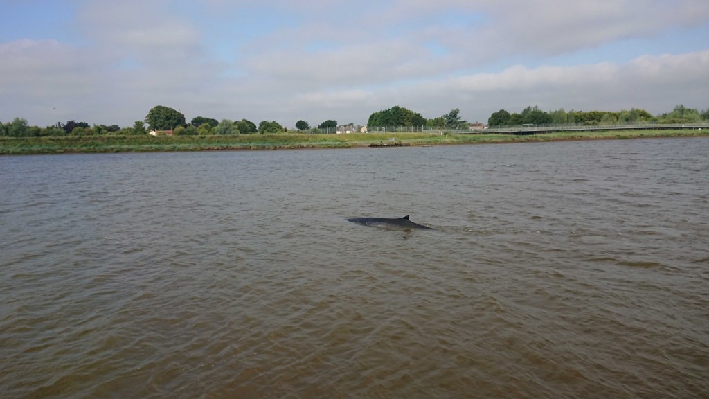 Fin whale calf spotted in the river Great Ouse, Norfolk. Photo credit: Gavin Ball / Sea Watch Foundation