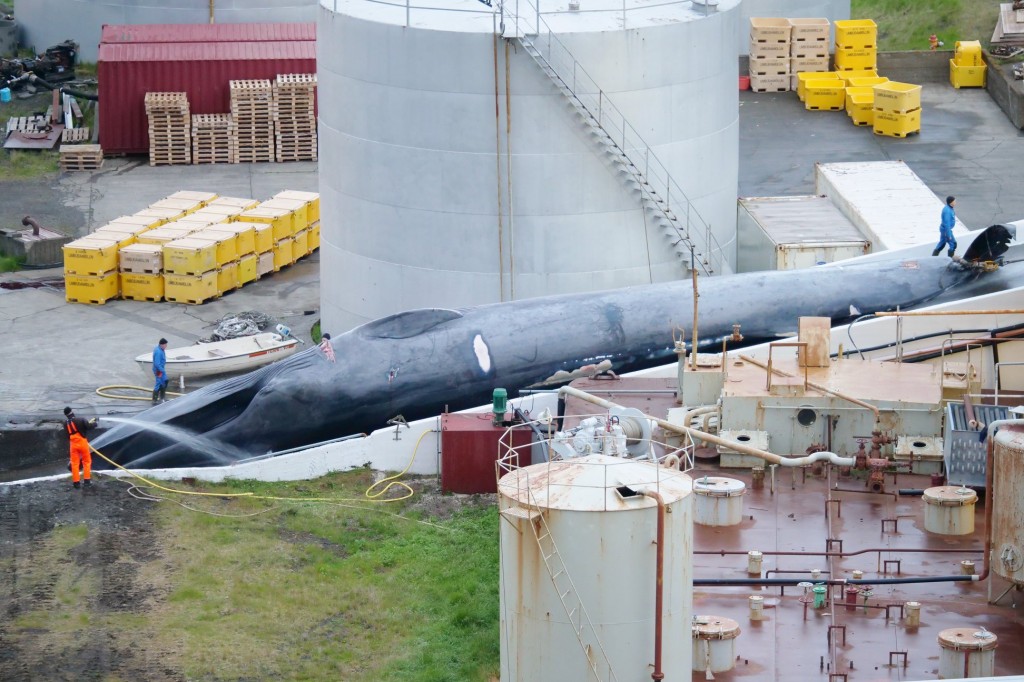 Blue whale caught by the Hvalur hf. Whaling company on July 7th. Photo credits: Hard to Port. 
