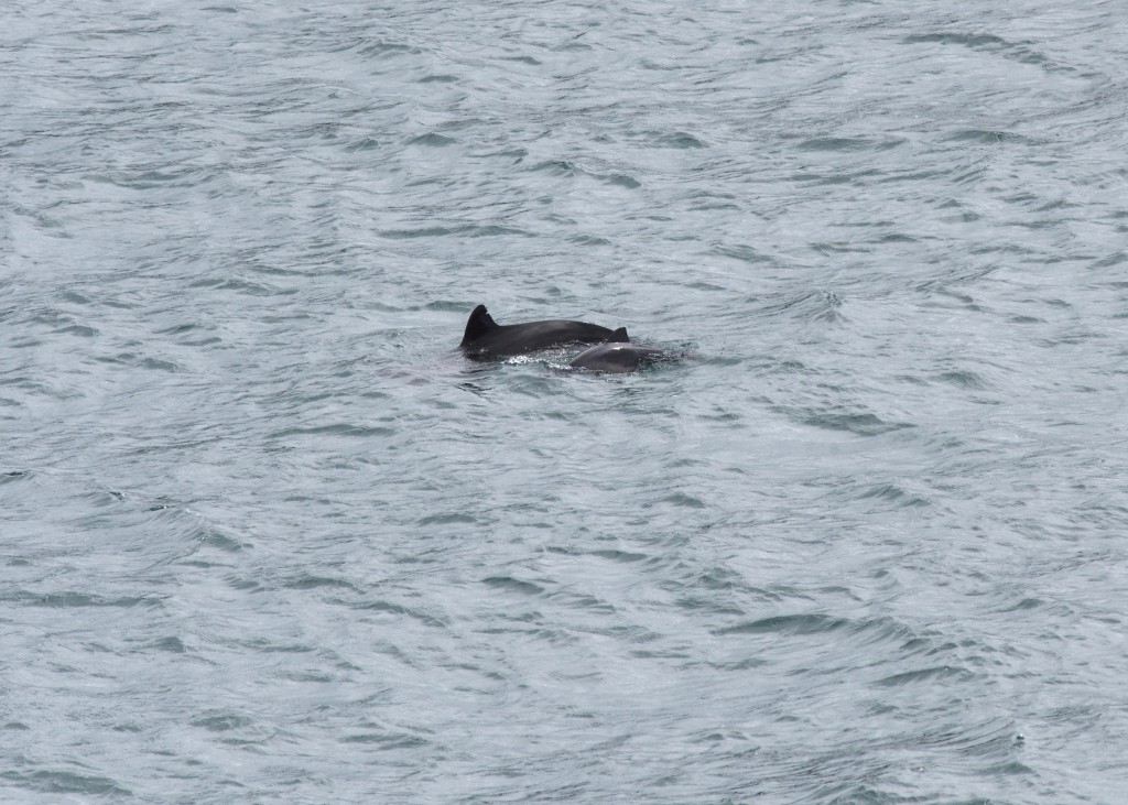 Harbour porpoise sighted from Castle Martin, Pembrokeshire. Photo credit: Colin Dalton / Sea Watch Foundation.