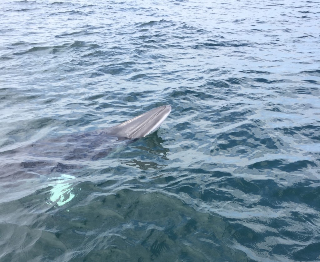 Minke whale sighted off David’s, Pembrokeshire. Photo credit: Brian Bowen / Sea Watch Foundation.
