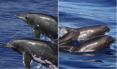 The hybrid is a cross between the melon-headed whale (right) and the rough-toothed dolphin (left). Credit: Robin W. Baird/Cascadia Research 