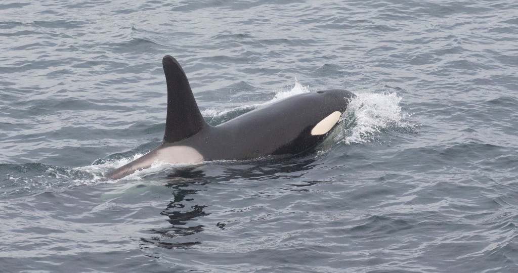 Orca photographed off Shetland. Photo credits: Hugh Harrop / Shetland Wildlife. 