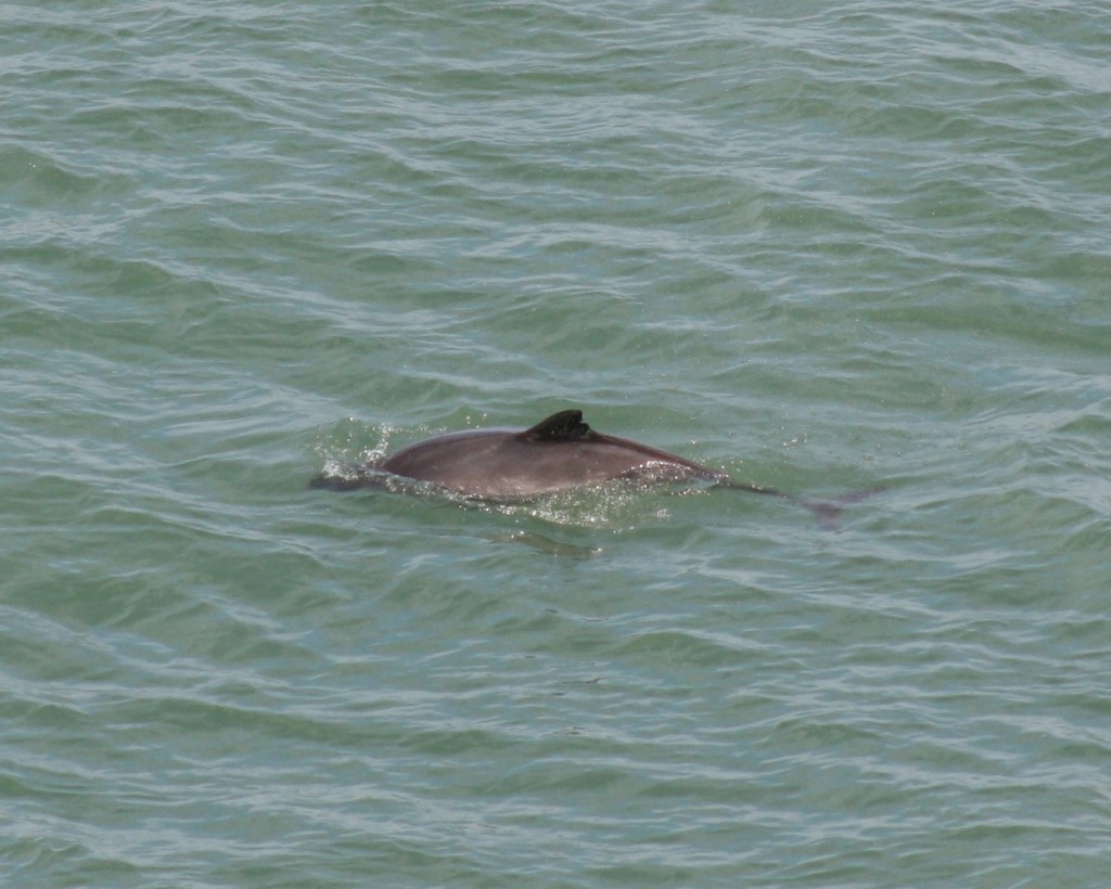Harbour porpoise photographed in Point Lynas on July 31st.  Photo: Ben Murcott. 