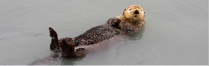 Figure one: A sea Otter, located in the Northern Pacific Ocean . Famous for their small round face and are found quite often swimming on their backs. They are almost never found on land, being 95% aquatic mammals. BioExpedition Publishing. (2014). Sea Otter. Available: https://www.otter-world.com/sea-otter/.