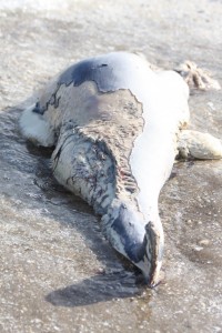 The decomposed harbour porpoise that was stranded on Dolau Beach, 13th September 2019. Photo Credit: Chiara Bertulli.
