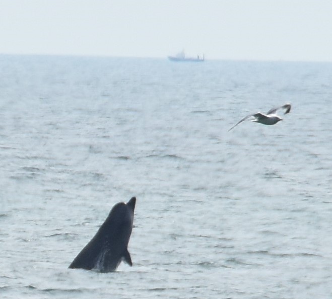 Northern Bottlenose Whale. Photo credit: Lisa Christopher. 
