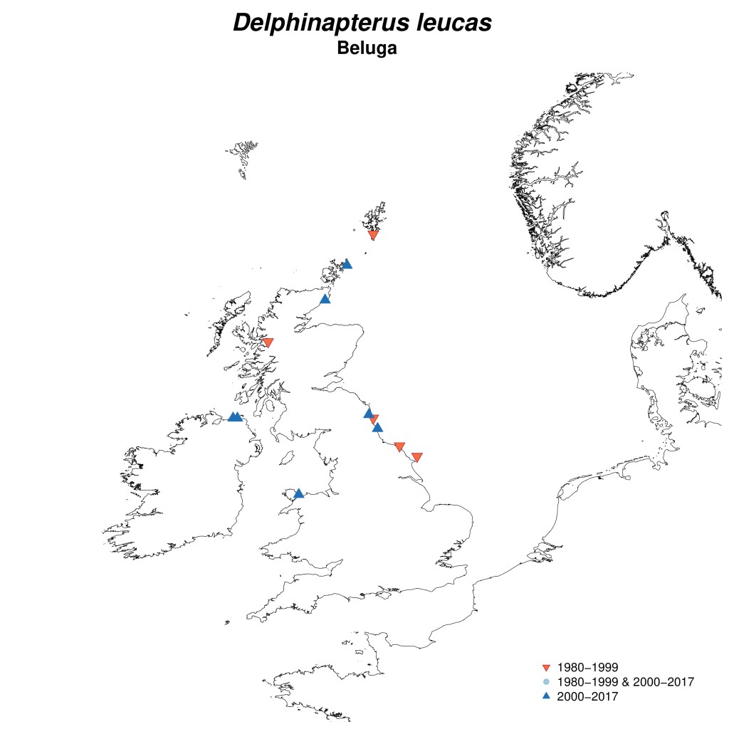 Map showing Beluga whale sightings in the UK over the past fifty years (Source: Sea Watch Foundation). 
