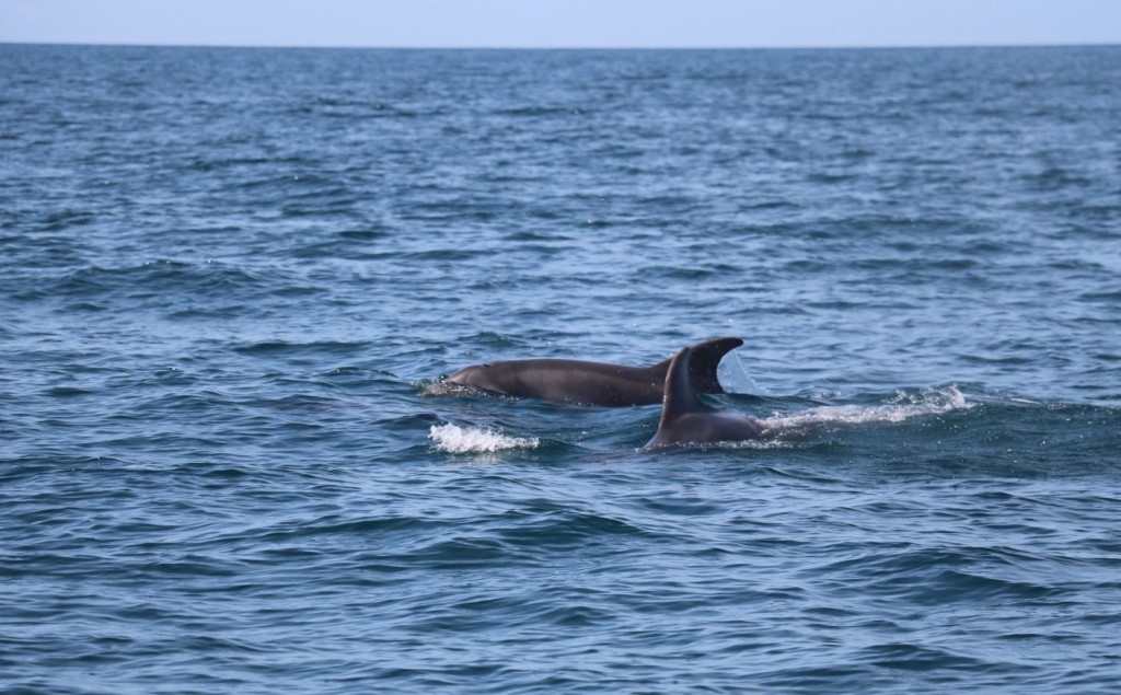 Bottlenose dolphins in Cardigan Bay. Photo credit: Natasha Hunt. 
