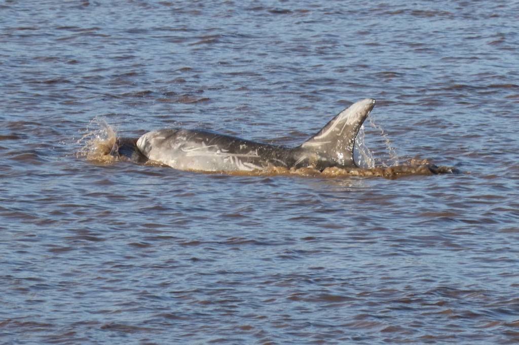 Risso's dolphin sighted in the river Ouse. Photo credit: Phil Dixon. 
