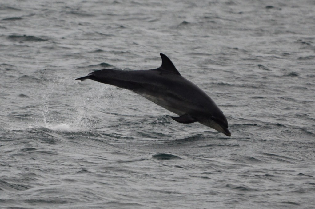 Bottlenose dolphins photographed off Berwick-upon-Tweed, Northumberland, on July 31st. Photo credit: Amber Thomas