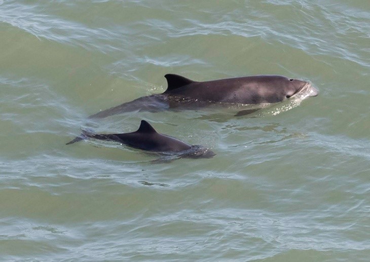 Harbour porpoise with calf at Hurlstone Point. Photo credit: Brian Gibbs. 