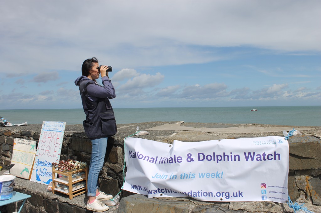 Sea Watch Interns looking out for whales and dolphins from New Quay harbour pier. Photo credit: Sea Watch Foundation. 