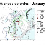 Bottlenose Dolphin - January