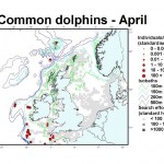 Short-Beaked Common Dolphin - April