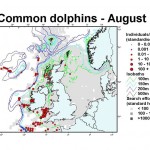 Short-Beaked Common Dolphin - August