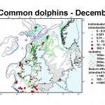 Short-Beaked Common Dolphin - December