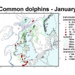 Short-Beaked Common Dolphin - January