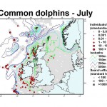 Short-Beaked Common Dolphin - July