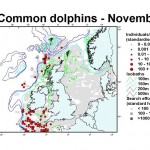 Short-Beaked Common Dolphin - November