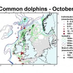 Short-Beaked Common Dolphin - October