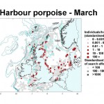 Harbour Porpoise - March