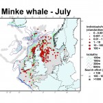 Minke whale distribution map - July
