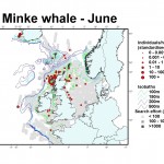 Minke whale distribution map - June