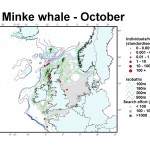 Minke whale distribution map - October