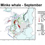 Minke whale distribution map - September