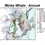 Minke whale distribution map - Annual