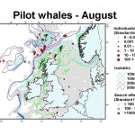 Long-finned Pilot Whale - August