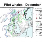 Long-finned Pilot Whale - December