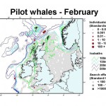 Long-finned Pilot Whale - February