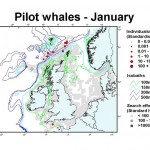Long-finned Pilot Whale - January